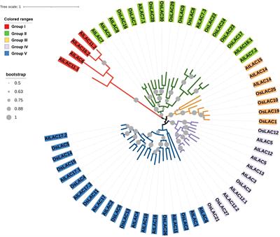 Genome-wide analysis of the laccase (LAC) gene family in Aeluropus littoralis: A focus on identification, evolution and expression patterns in response to abiotic stresses and ABA treatment